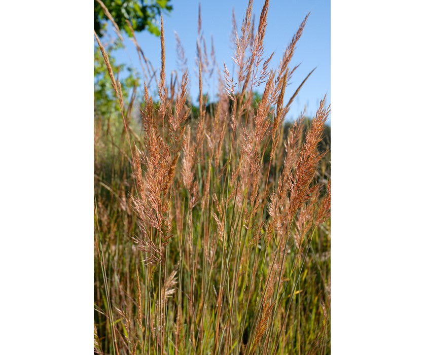 Indian Grass